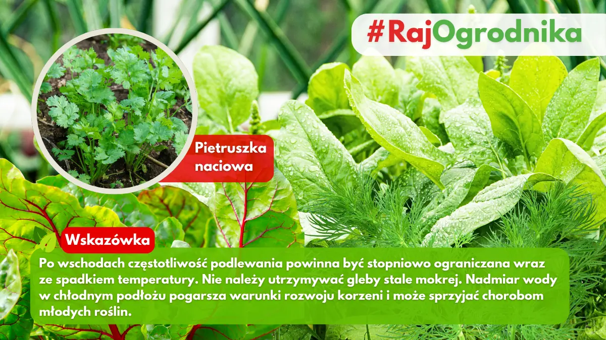 Jak pielęgnować warzywa wysiane we wrześniu blog sklep rajogrodnika